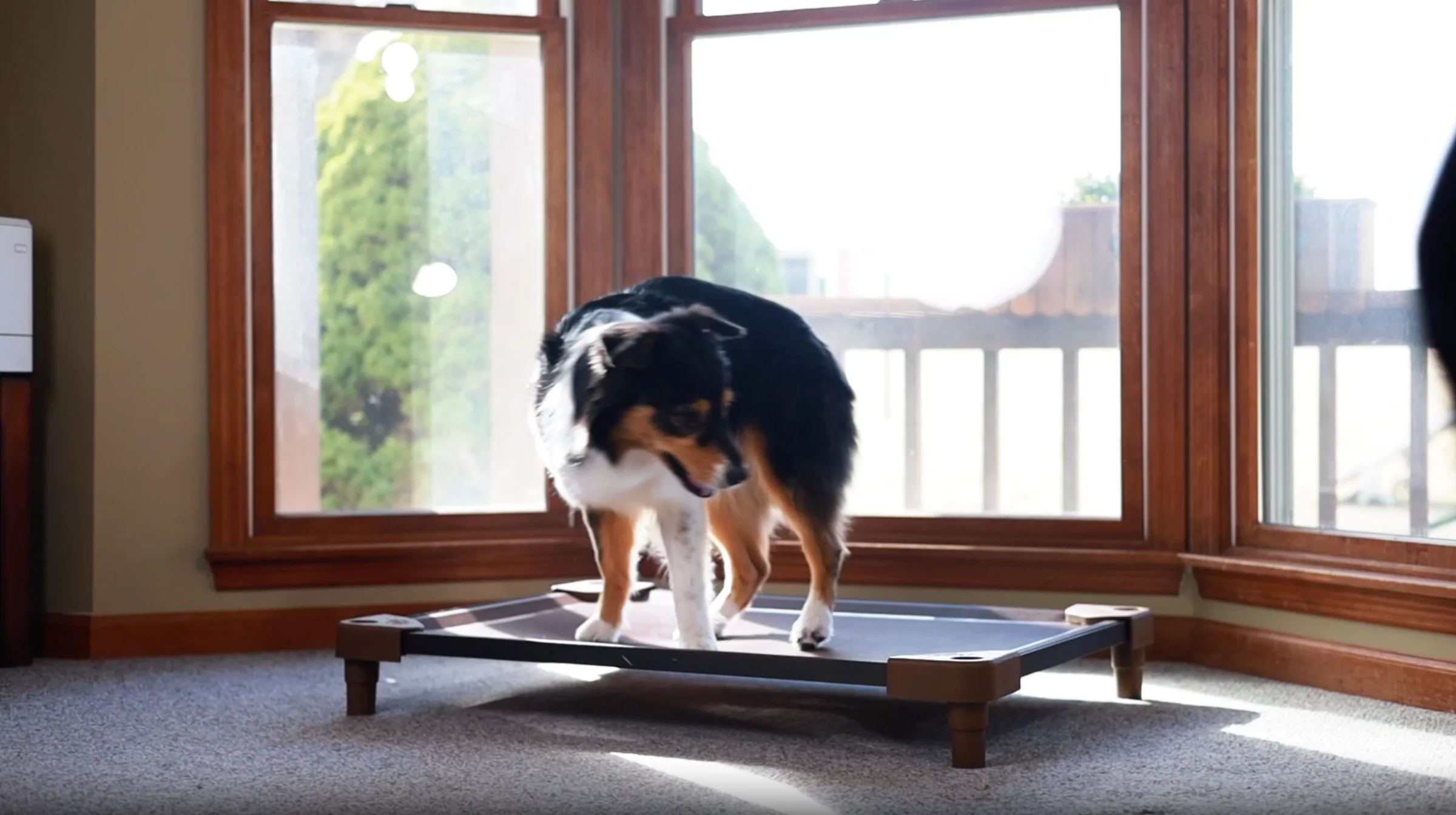Elevated Comfort for Every Pet